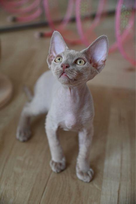 Kocurek Devon Rex