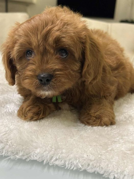 Cudowny chlopiec Cavapoo