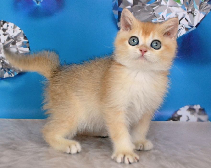 Британский котик шиншилла золотой