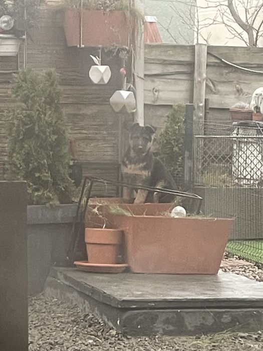 Друг і охоронець