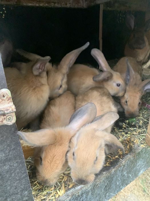 mlode kroliczki rasy nowozalandzkiej