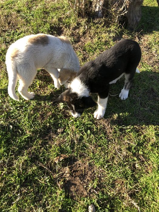 Ovelhas ( cachorras de raça cao de gado transmontano).
