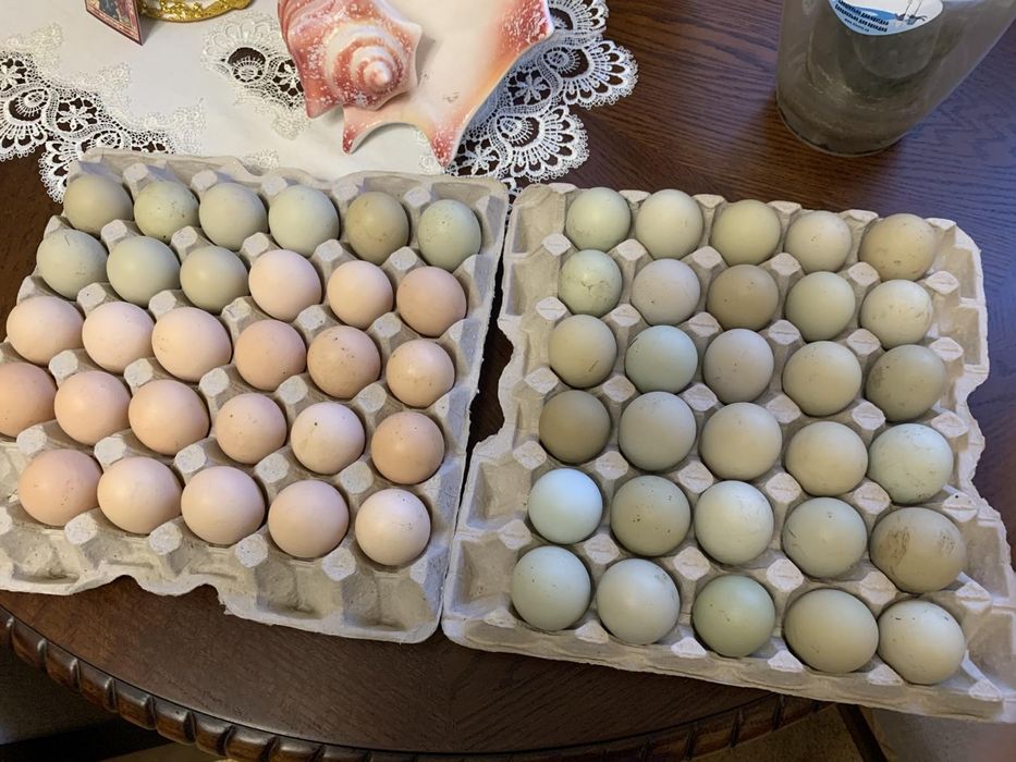 Опт інкубаційне яйце м'ясо-яєчні кольорові яйця кури