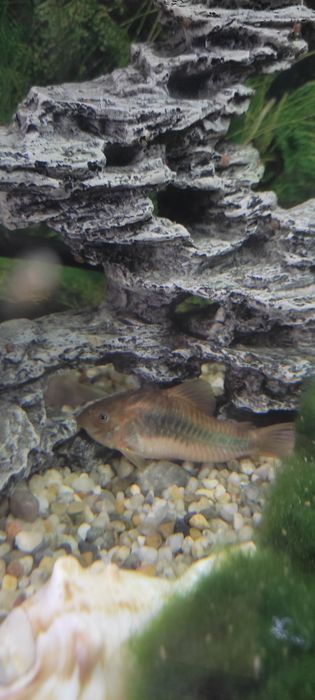 Oddam za darmo rybki akwariowe