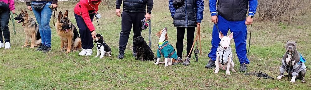 Кінолог.Навчання собак