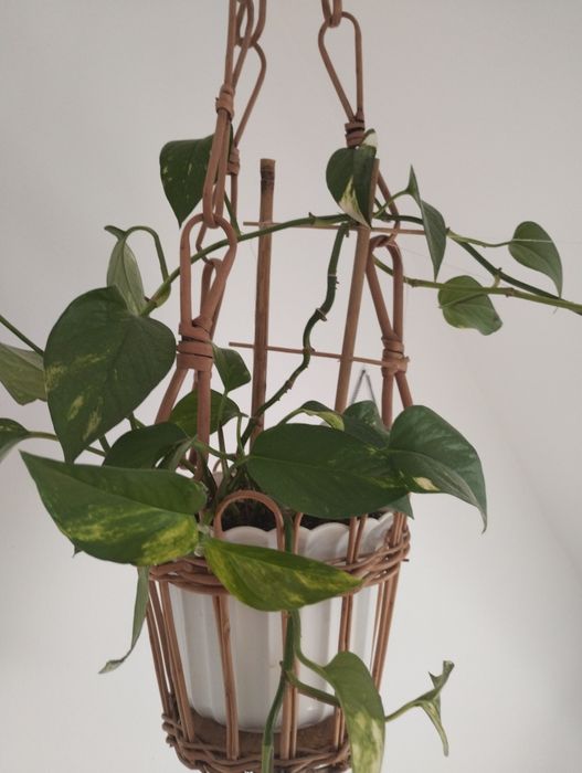 Kwiat Epipremnum wyhodowany, długi