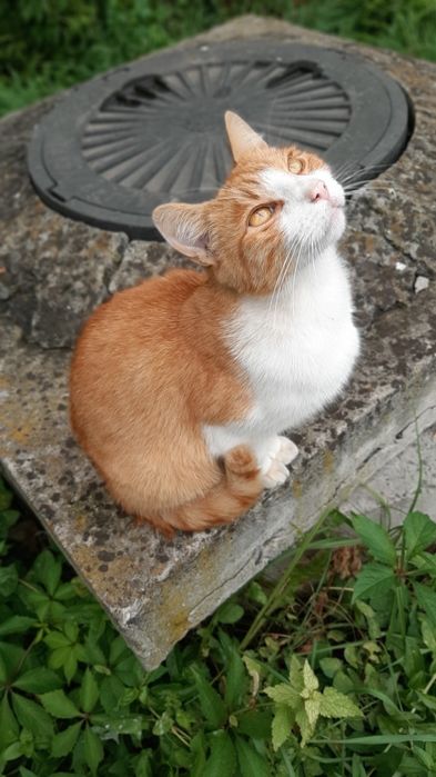 Кастрований молоденький котик в добрі ручки