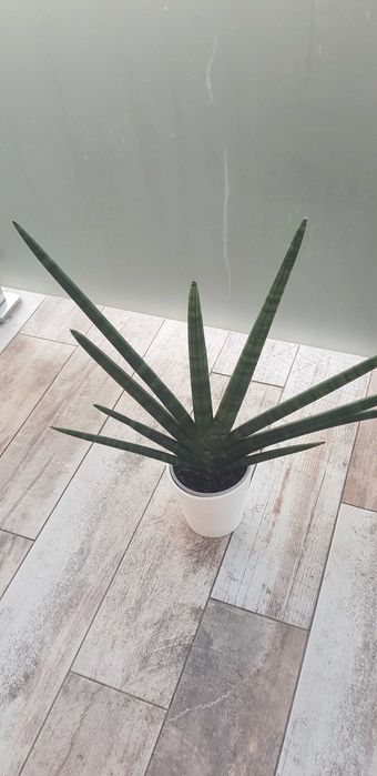 Sansewieria walcowata