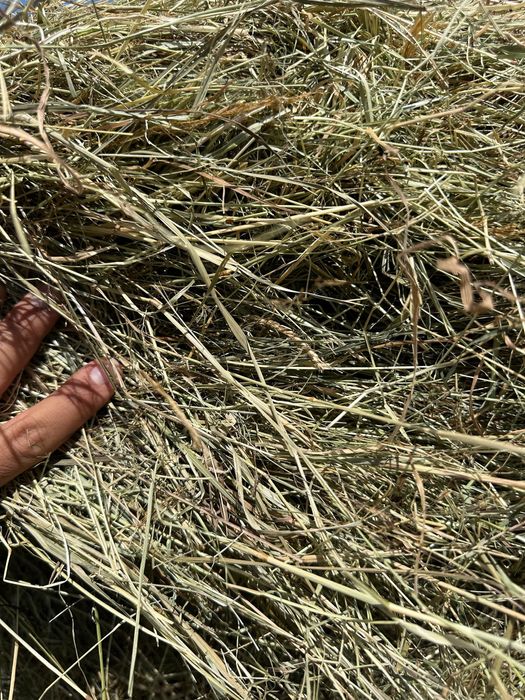 Fardos de Feno Francês de Alta Qualidade de 500 kg