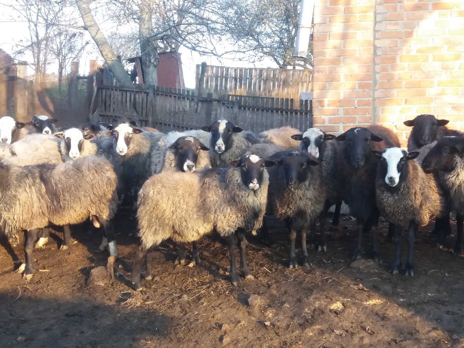 Продам вівці, барани, ягнята романівської породи, барани на плем'я