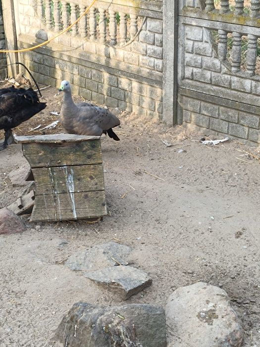 Gęsi kapodzioby 2023