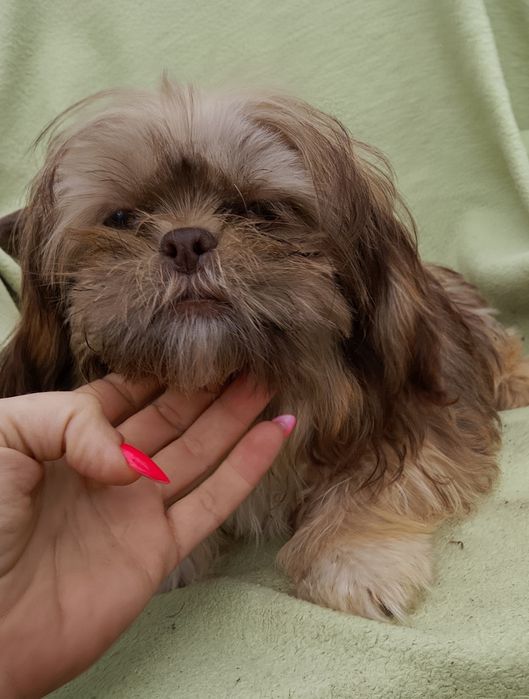 Suczka gotowa do odbioru 4 miesiące Shih tzu