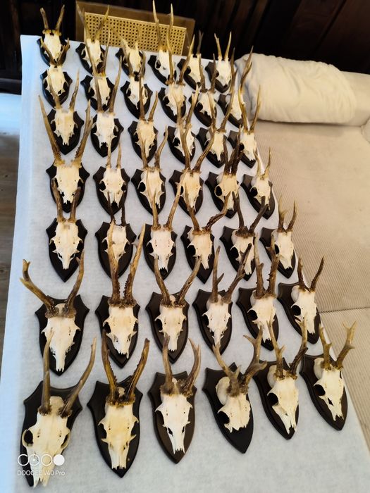 Sprzedam rogi z czaszką jelenia