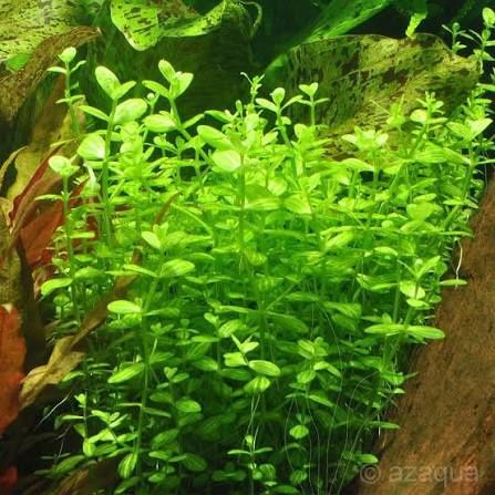Planta para aquário lindernia rotundifolia