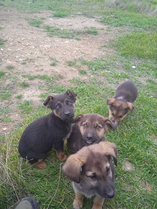 Цуценята (дворові)