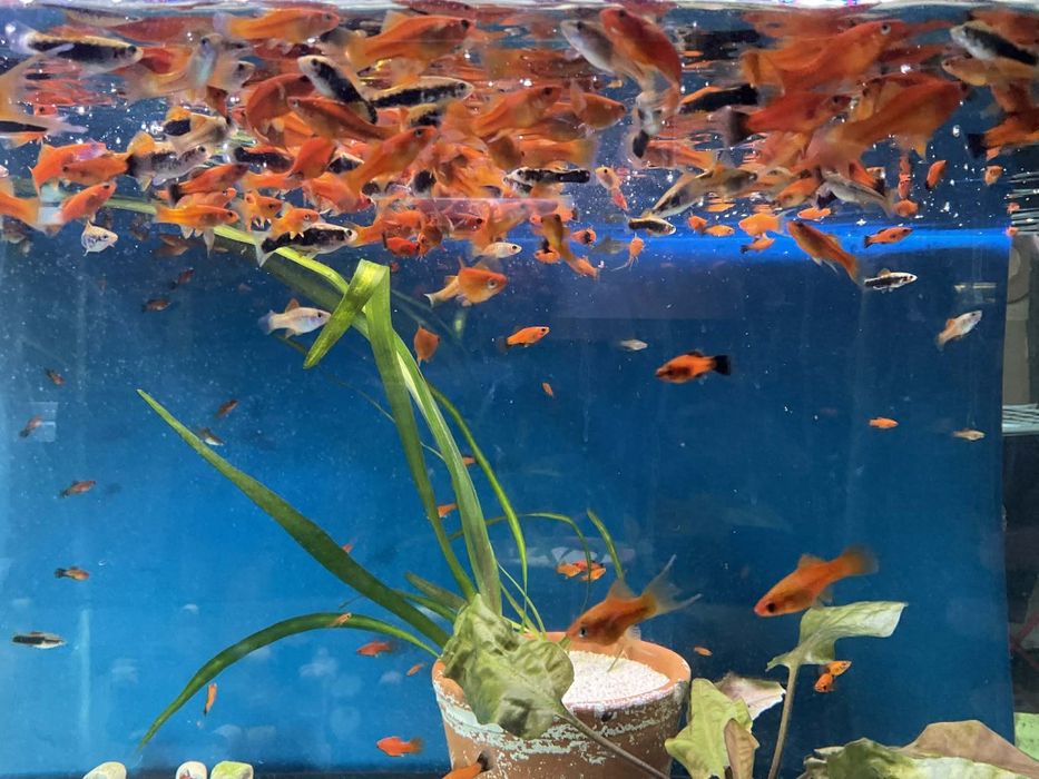 Rybki akwariowe mieczyki mieczyk