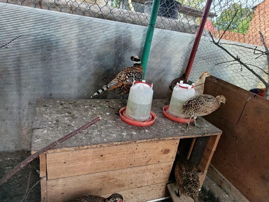 Bazanty złote  ozdobne  2025