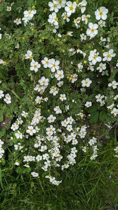 Лапчатка,набір з трьох різних