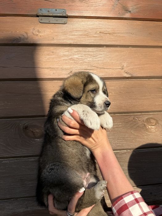 Цуценята шукають родину
