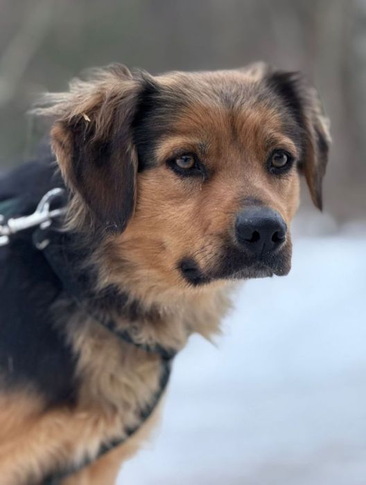 Gusia poszukuje domku