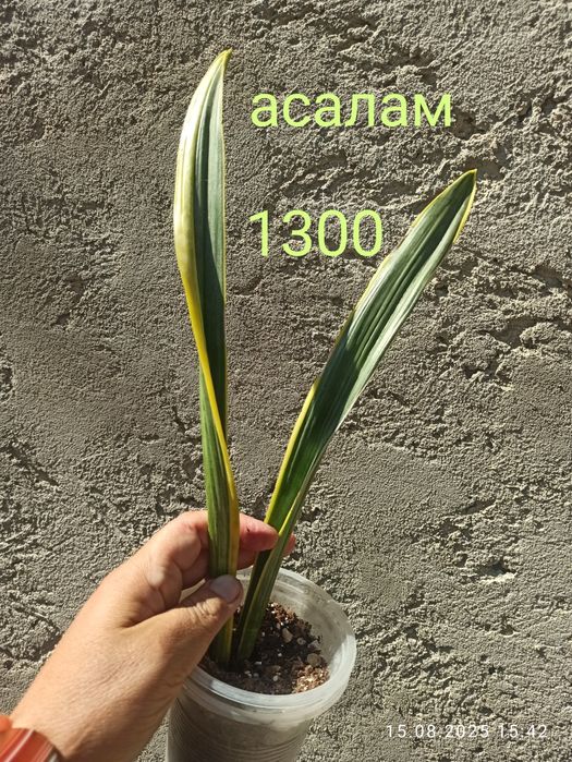 Сансевієрії Індонезія