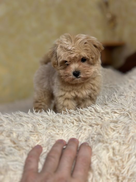 Мальтипу дівчинка ф1 доставка чіп бейбі фейс коротенький носик !