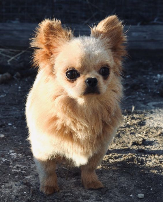 Взрослый мальчик чихуахуа