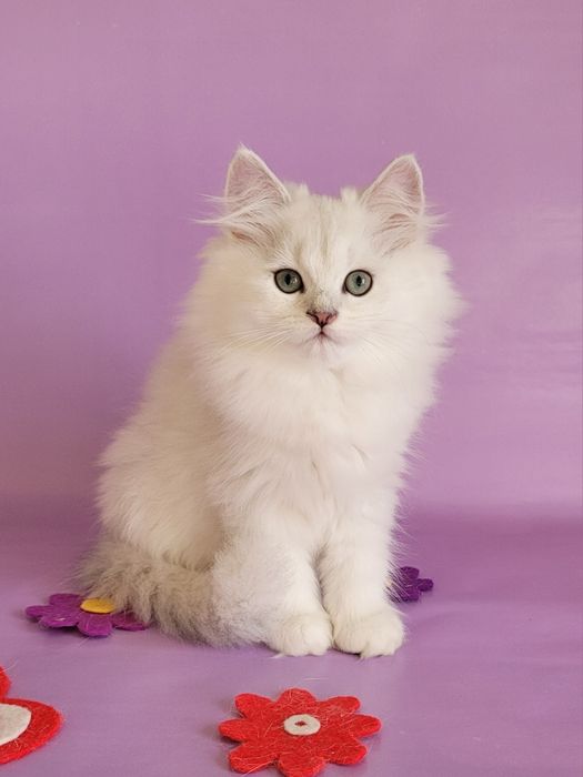 Британські кошенята срібляста шиншила