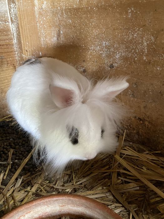 Coelhos anões  ainda não tem um ano