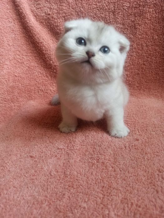 Шотландский котёнок