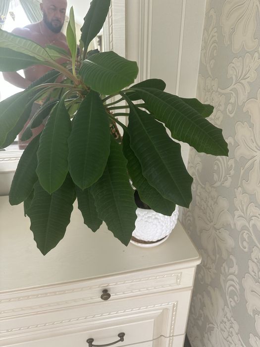 Кімнатні рослини