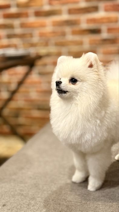 Пропоную на вязку хлопчика породи шпіц !ксу