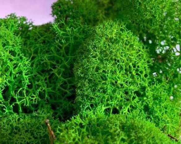 мох стабилизированный ягель, Норвежский мох для декора