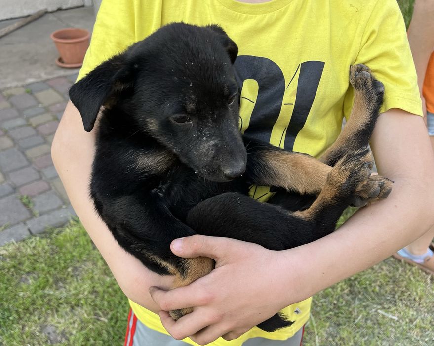Щенята  маленькі