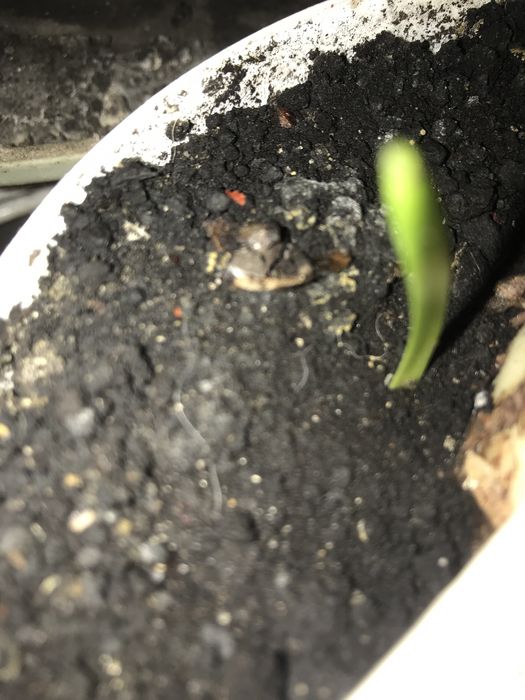 Амариллис гипеаструм,  комнатное растение, лилия, цветок