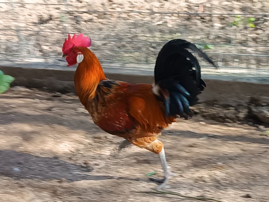 Galo andaluza surenha morucha