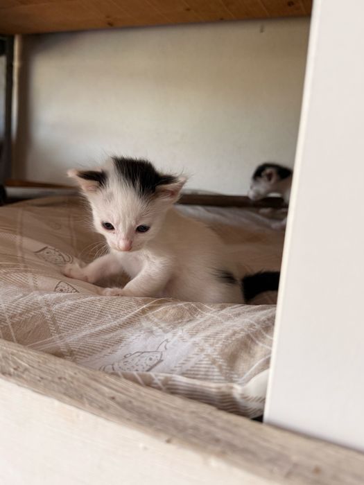 Gatinhos bebes para doar