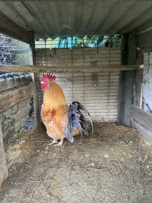 Garnizo  adulto muito lindo