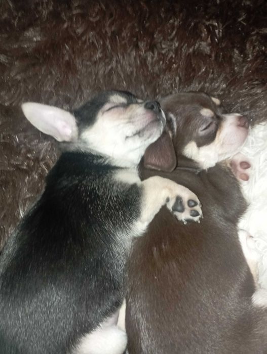 Piesek Chihuahua krótkowłosy