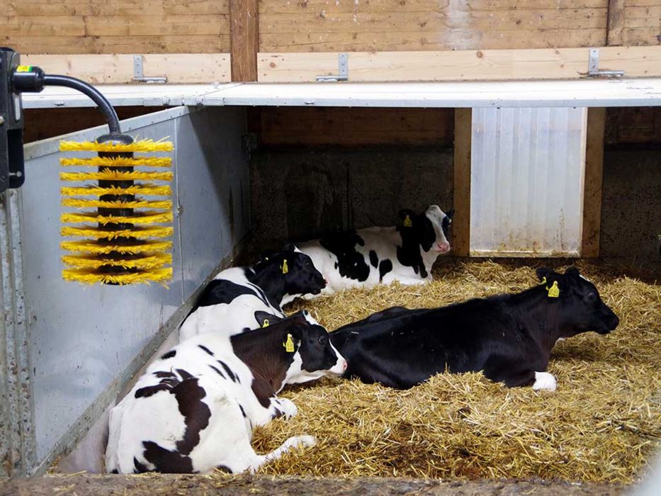 Продаю телята бики бикі