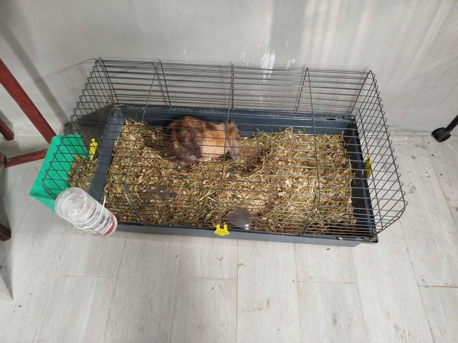 Conjunto de coelhos mini lop