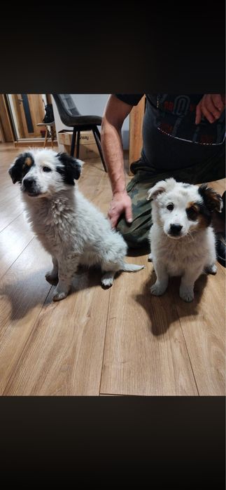 Oddam dwie suczki w dobre ręce
