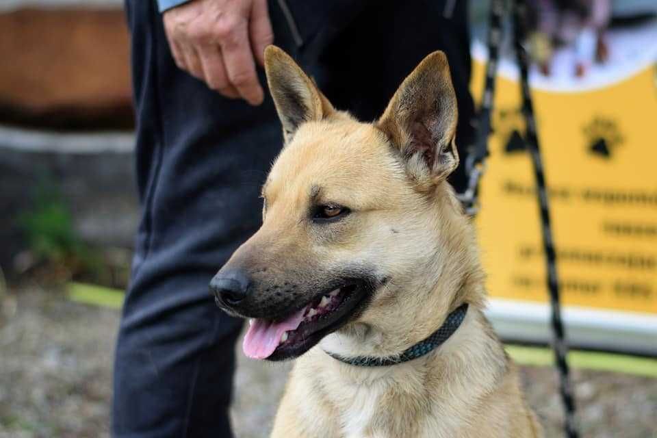 Piękny pies bez jednego oczka szuka domu