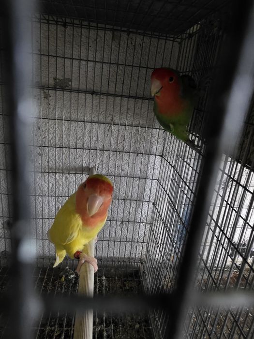 Agapornis Long  Feather