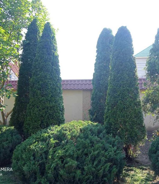 Обрезка стрижка поднятие хвойных крупных размеров