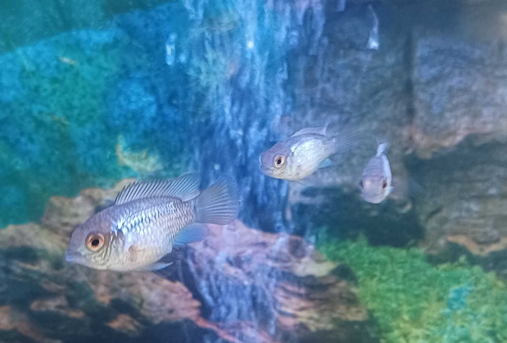 Andinocaras sp "Electric Blue" (6 cm)