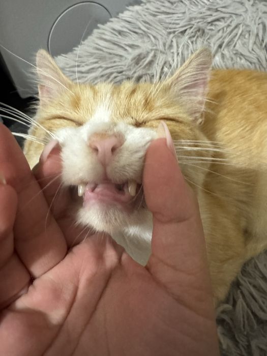 gatinho para adoção