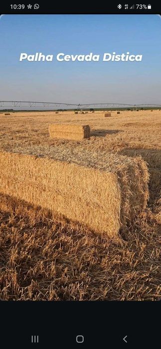 Palha de cevada Distica