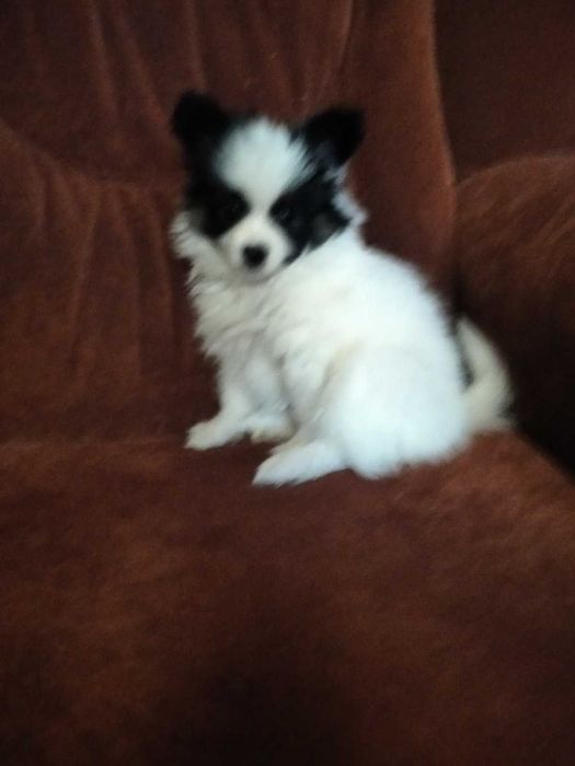 Щенки папійону, папильон, папільон