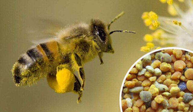 Polén de abelha/flores